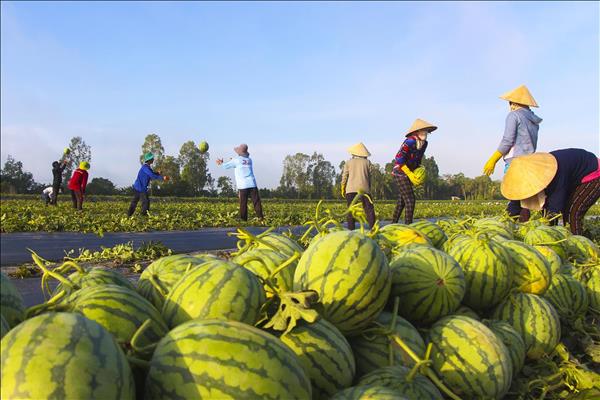 Bốn mùa trên cánh đồng Việt