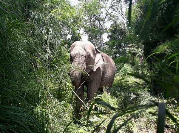 Conservation project set to protect endangered elephant herds