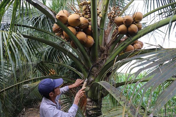 Chuyển đổi trồng dừa hữu cơ phục vụ xuất khẩu
