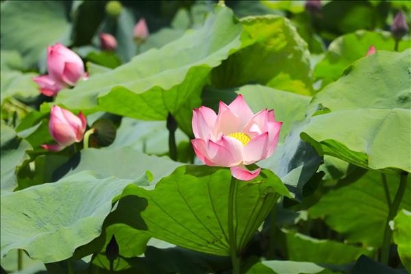 Sắc sen mùa Hạ ở Việt Hồng