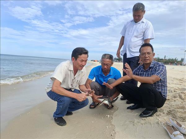 Rare green sea turtle released back into the wild in Quang Tri