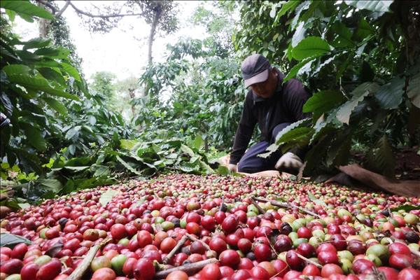 Vietnam Reinforces Role as Worlds Second-Largest Coffee Producer