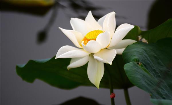 Lotus Festival lights up Hues summer