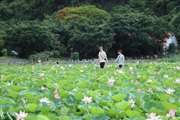 Ninh Binh Summers Fragrant with Lotus Blossoms