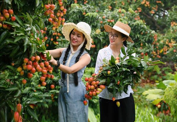 Soaring lychee prices drive Bac Ninhs early-season revenue past 2.6 trillion VND