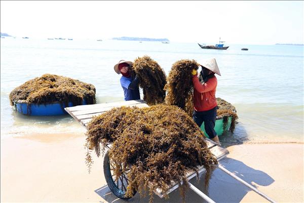 Người dân xã đảo Tam Hải vào vụ thu hoạch thảo dược dưới đáy biển
