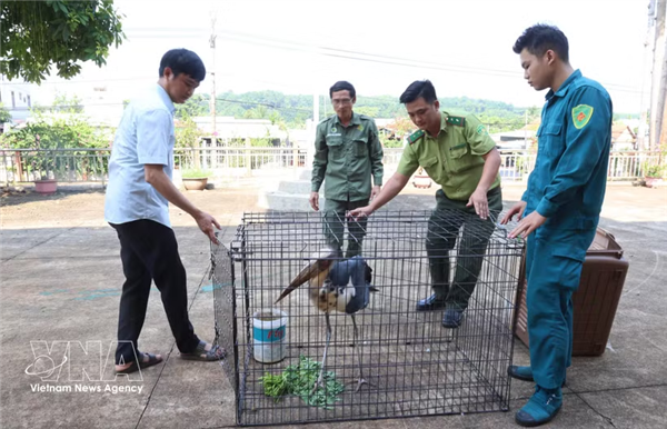Entregan ave rara para su rescate en provincia vietnamita