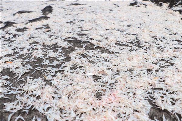 Ngư dân Cà Mau vào mùa khai thác ruốc
