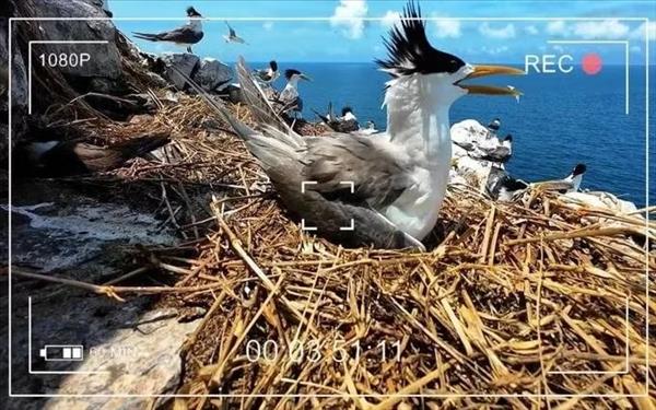 Le monde animalier de Côn Dao, nouvelle star de la télévision