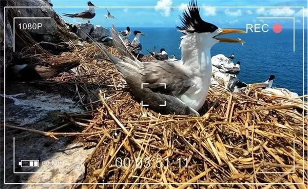 Le monde animalier de Côn Dao, nouvelle star de la télévision