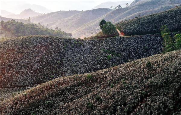 Son La provinces Arabica coffee affirms position on international market