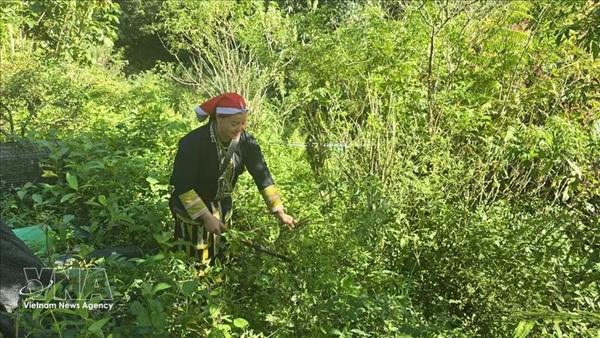 Lao Cai preserves cultural heritage, creating sustainable livelihoods from traditional crafts