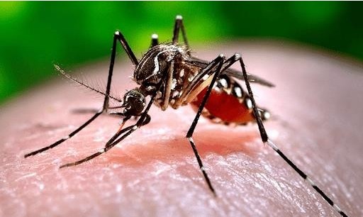 Dengue cases rise, outbreaks become more unpredictable