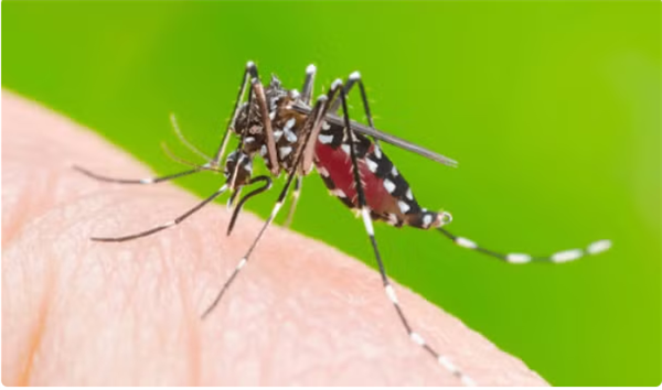 Dengue : une épidémie de plus en plus difficile à prévoir