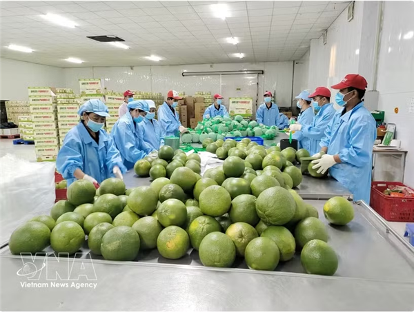 Vinh Long amplía la superficie de cultivo de pomelo de pulpa verde con fines de exportación