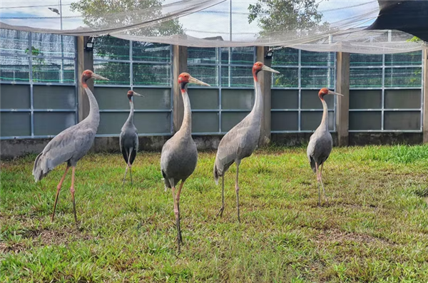 Un projet vietnamo-thaïlandais donne des ailes à la conservation des grues à tête rouge
