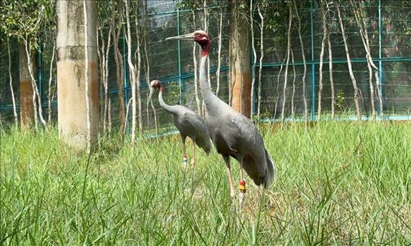 Vietnam – Thailand cooperation provides fresh momentum for sarus crane conservation