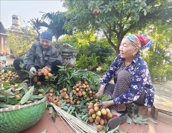 Lychee prices soar as output drops by more than 50%