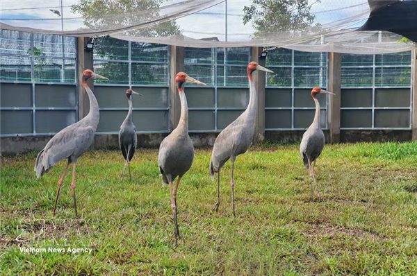 Vietnam y Tailandia refuerzan cooperación para la conservación de la grulla de cabeza roja