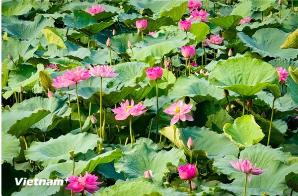 Le Festival du Lotus de Hanoï 2026 : un rendez-vous culturel et créatif autour de la fleur emblématique du Vietnam
