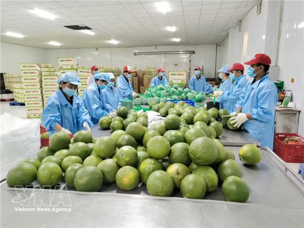 Vinh Long étend ses cultures de pamplemousses à chair verte pour lexportation