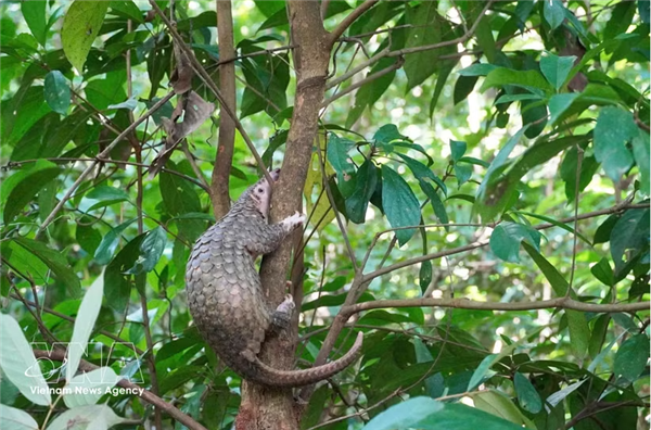 Quatre animaux sauvages rares relâchés dans leur habitat naturel