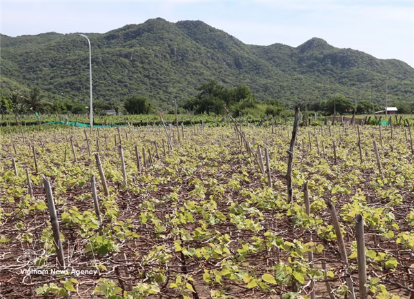 Vietnam busca reducir emisiones en la producción agrícola