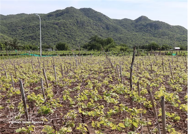 Des zones de production verte planifiées pour renforcer la position des produits agricoles