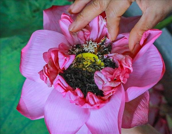 The Timeless Art of Lotus Tea Making