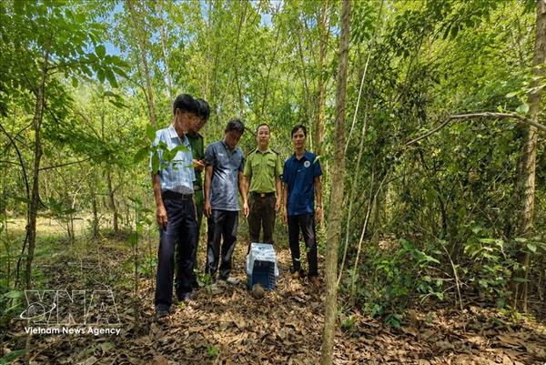 Tay Ninh releases rare pangolin back to nature