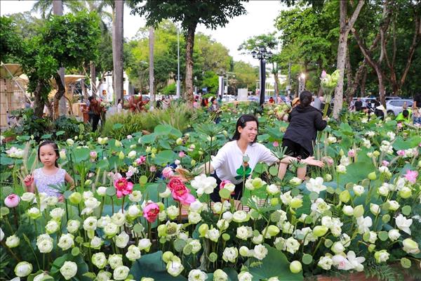 Hanoi Lotus Festival 2026 attracts 300,000 visitors
