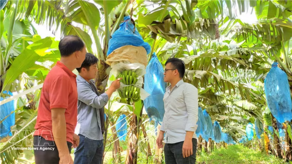 Les nouvelles technologies variétales, moteur de la montée en gamme de lagriculture vietnamienne