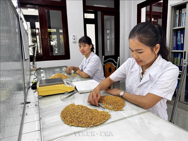 Les nouvelles technologies variétales, moteur de la montée en gamme de lagriculture vietnamienne