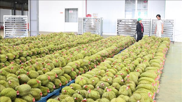 Lao Cai border trade surges, durian exports hit record high