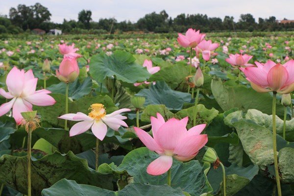 Dong Thap Adds Value to Lotus Products