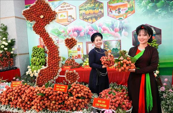 OCOP standards seen as key to raising quality of Vietnams community tourism