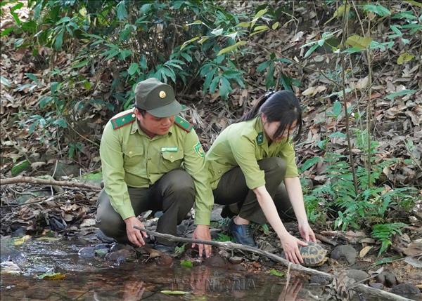 Rare endangered tortoise returned to the wild in Pu Hoat Nature Reserve
