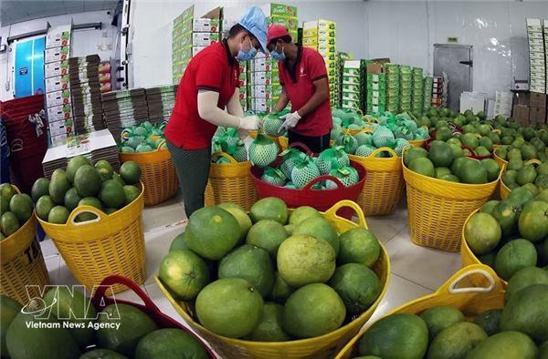 为越南果蔬出口至中国开辟绿色通道