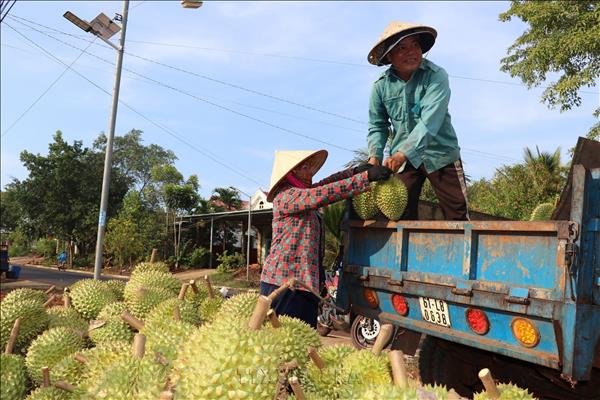 Vietnams fruit, vegetable exports up nearly 18% in H1