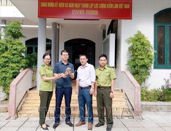Deux nouveaux pangolins de Java confiés à un centre de sauvegarde au Vietnam