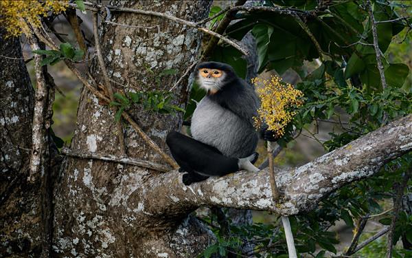 Measures Suggested to Conserve Black-Shanked Doucs on Ba Den Mountain