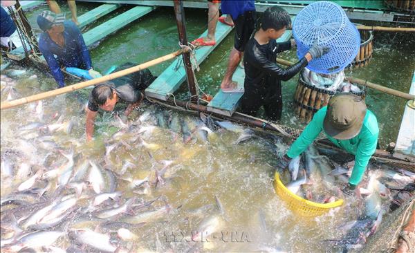 Agro-forestry-fishery exports poised for stronger growth