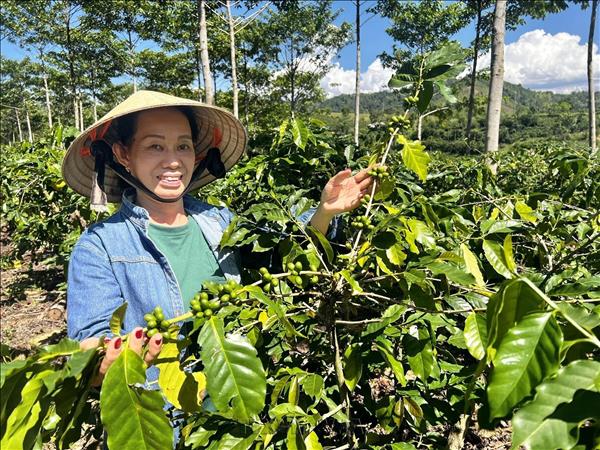 Vietnams coffee export value hits 4.78 billion USD in H1