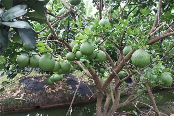 Đồng Tháp nâng cao chất lượng bưởi da xanh, hướng đến phát triển bền vững