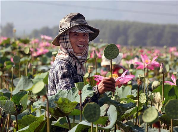 Mùa sen ở Hòn Khói