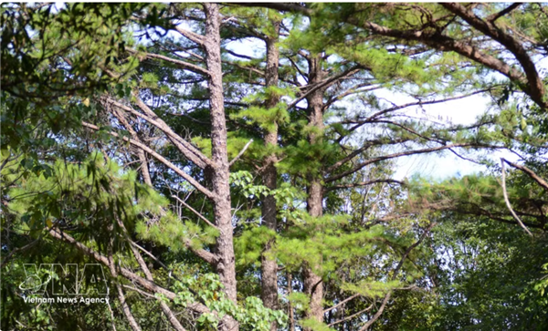 Parc national de Bach Ma, là où la nature révèle toute sa richesse