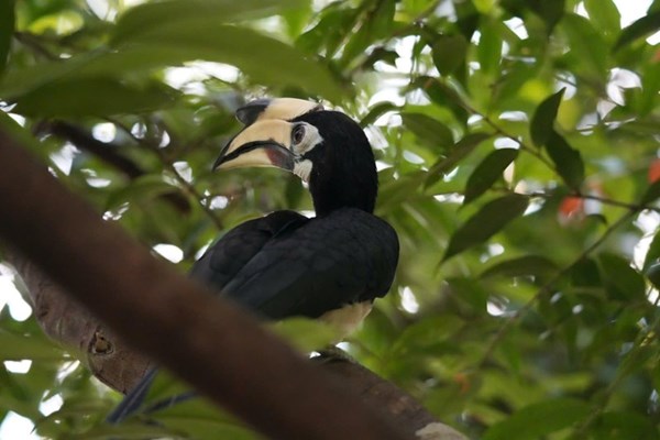 Bach Ma National Park Seeks to Unlock Tourism Potential through Biodiversity