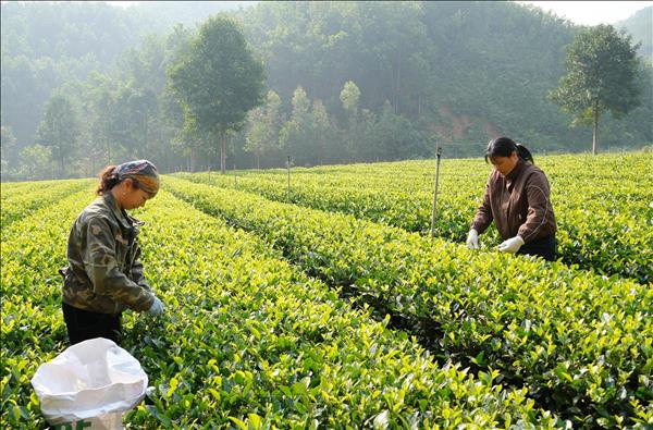 Technology, digitalisation boost competitiveness of Vietnamese farm produce