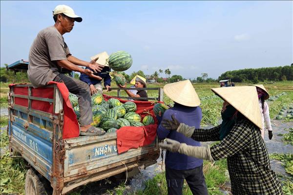 Live Data Paves Way for Vietnamese Farm Exports