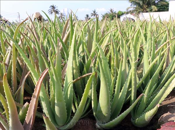 Khánh Hòa đưa cây nha đam trở thành nguồn hàng có tính cạnh tranh cao